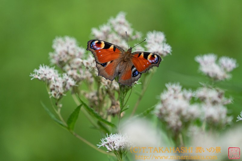 ../Images/7R240810 (122).jpg